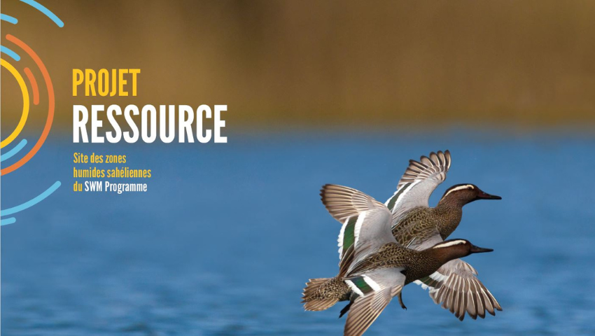 Identifier et dénombrer les oiseaux d'eau d'Afrique du Nord et du Sahel: Comment et dans quels buts? MOOC-OiseauxOFB